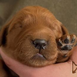 Golden Collar Girl - Dark golden female Golden Retriever puppy in Fisher, Illinois from Aslan's Pride of Fidei Family Farms