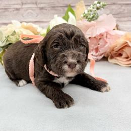 Cappuccino - Liver and white female Springerdoodle puppy in Lisbon, Ohio from Willow Lane Doodles