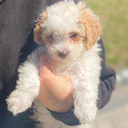 Peanut - Parti male Goldendoodle puppy in Cumberland, Rhode Island from minigoldendoodlesofRI