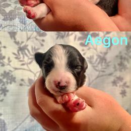 Aegon - Black and white male Border Collie puppy in Santa Cruz, California from Von Guadachi German Shepherds & Audacity Border Collies