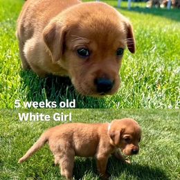Labrador Retriever Puppies from McEnpoint Red Labs