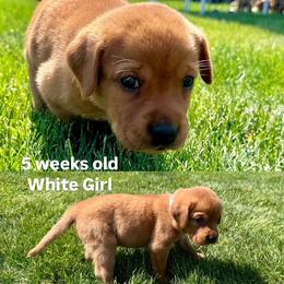 Labrador Retriever Puppies from McEnpoint Red Labs