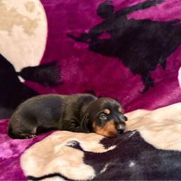 Monarch - Black and tan female Dachshund puppy in Nampa, Idaho from 208 Wiener Wiggle Butts LLC