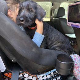 Jade - Pepper and salt female Giant Schnauzer puppy in Goodrich, Texas from Silver Creek Giant Schnauzers