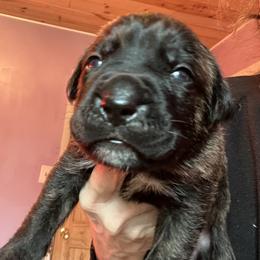 Green collar Church - Chestnut brindle male Cane Corso puppy in Scott County, Tennessee from Nuovo Inizi Kennels