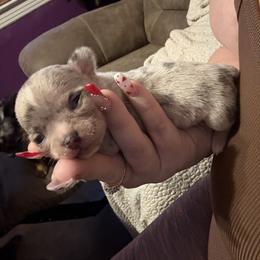 Trixie - Merle female Chihuahua puppy in Beckemeyer, Illinois from Guardian’s of the Chihuahuas