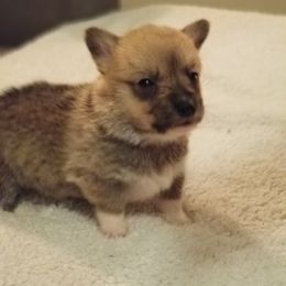 Pembroke Welsh Corgi Puppies from Benischek's P. W. Corgi's