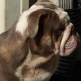 Natalia - English Bulldog