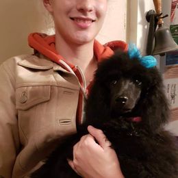 Poodle Puppies from Countryside Standard Poodles