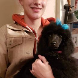 Poodle Puppies from Countryside Standard Poodles