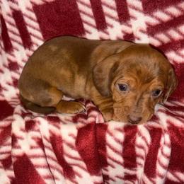 Dachshund Puppies from Aimee Cantrell