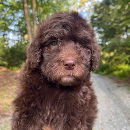 Reese - Chocolate female Goldendoodle puppy in New Ringgold, Pennsylvania from Hawk Mountain Doodles