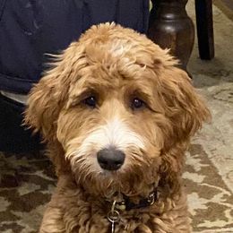 GiGi - Goldendoodle