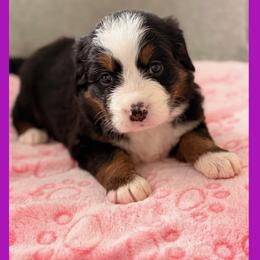 GIRL 1 - Purple - Black rust and white female Bernese Mountain Dog puppy in White Lake, Michigan from Berner Bud Farm