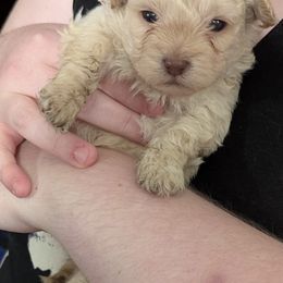 Rudolph - Gold male Shihpoo puppy in Rush, New York from Care Bear Puppies