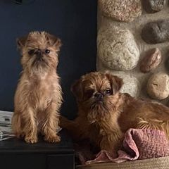 Brussels Griffons and Newfoundlands from Crossroads Canines ~ Brussels Griffon and Newfoundland Dogs