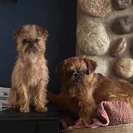 Brussels Griffons and Newfoundlands from Crossroads Canines ~ Brussels Griffon and Newfoundland Dogs