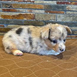 Girl 1 - Blue merle and white female American Corgi puppy in Visalia, California from VIP Stables