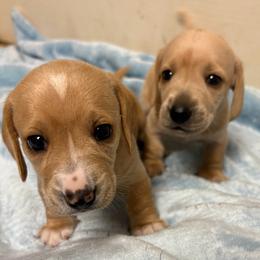 Spot - Red male Dachshund puppy in Charlottesville, Virginia from AKJ’s Dachshunds