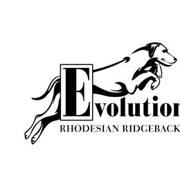 Rhodesian Ridgebacks from Evolution Rhodesian Ridgebacks