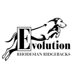 Rhodesian Ridgebacks from Evolution Rhodesian Ridgebacks
