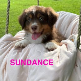 Girl 1 - Red tri-color female Miniature American Shepherd puppy in Nolensville, Tennessee from Sweetheart Miniature American Shepherds