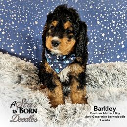 Bernedoodle Puppies from A Star is Born Doodles