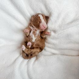 Promise - Red male Bernedoodle puppy in Jackson, Missouri from Pincksten Family Doodles