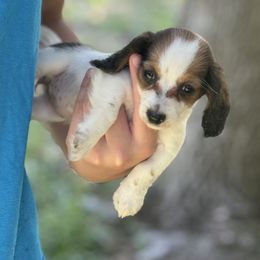 Cherry pie - Piebald female Dachshund puppy in Florence County, South Carolina from Modern Family Standards