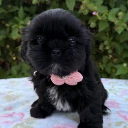 Stormy - Black female Shih Tzu puppy in Hemet, California from Aloha Shih Tzu