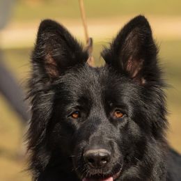 Lucci - German Shepherd