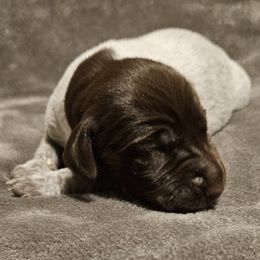 German Shorthaired Pointer puppies from Parker's Pointers