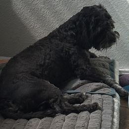 Cavapoo puppies from Enchantment Cavapoo & Pugapoo Puppies