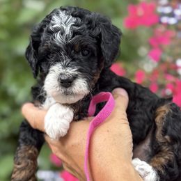 Girl 4 - female Bernedoodle puppy in Las Vegas, Nevada from Perfect Bernedoodles