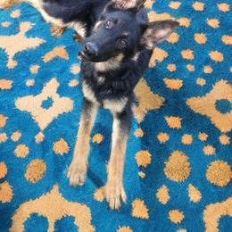 Allen - Bi-color German Shepherd puppy in Berry, Alabama from Whisper Gray