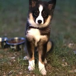Jax - Miniature Australian Shepherd