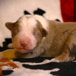 Fritz - Red merle male Miniature Australian Shepherd puppy in Menomonee Falls, Wisconsin from Hunt N Oaks