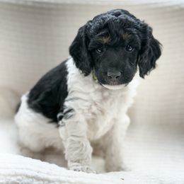 Luke - Parti male Poodle puppy in Berthoud, Colorado from Yellow Dog Farm