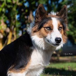Border Collies from Coalcyn Kennels