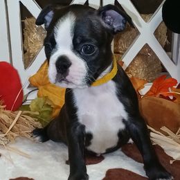 Boy 3 - male Boston Terrier puppy in Cedar Hill, Texas from Baldwins Boston Terriers