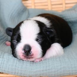 Ant - Black and white male Boston Terrier puppy in Plymouth, New Hampshire from Punk Kennels