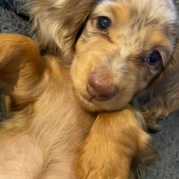 Dachshunds from TwoJs Dachshunds