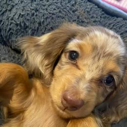 Dachshunds from TwoJs Dachshunds