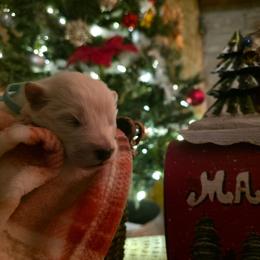 Aqua - White female Samoyed puppy in San Antonio, Texas from Hill Country Samoyeds
