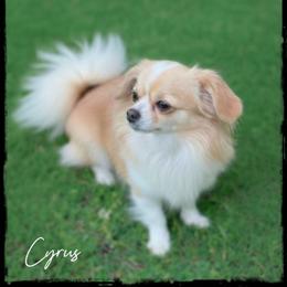 Cyrus - Chihuahua