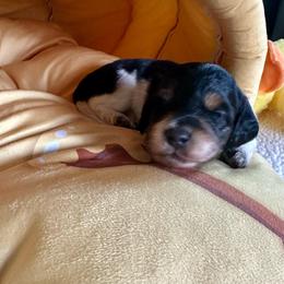 Lightning - Black male Dachshund puppy in Wolf Lake, Indiana from Canisteo Dachshunds