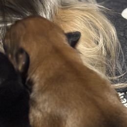 Yorkshire Terriers from Tricia’s Yorkie Puppies