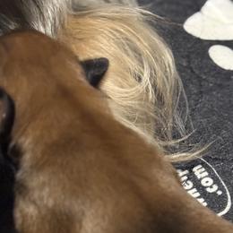 Yorkshire Terriers from Tricia’s Yorkie Puppies