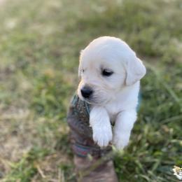 Light Pink - Light golden female Golden Retriever puppy in Silverton, Oregon from Silver Morning Farm