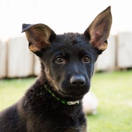 Boy 2 - German Shepherd puppy in Tamiami, Florida from Vom MontHaus